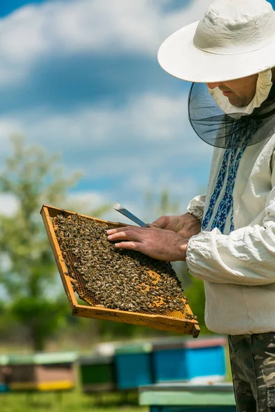 Imker inspectie frame met honingraat vol met bijen. Imker aan het werk. Bijen in de honingraten. — Stockfoto