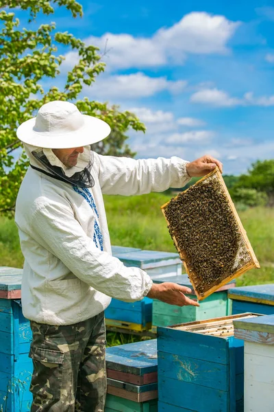 Apicultor inspeccionando el marco con panal lleno de abejas. Concepto Apiario. actividades apícolas y trabajo. Marcos de una colmena de abejas. Apicultura —  Fotos de Stock