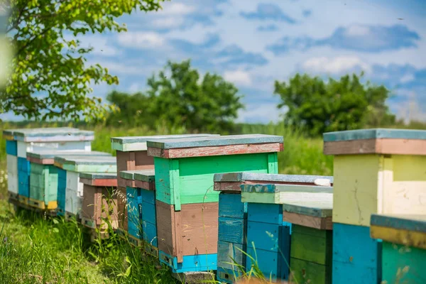 Des ruches dans le rucher. abeilles prêtes pour le miel. Apiculture — Photo