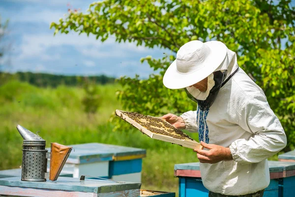 Imker werken in een component - voegt frames, kijken van bijen. Imker inspectie frame met honingraat vol met bijen. Concept van de bijenteelt — Stockfoto