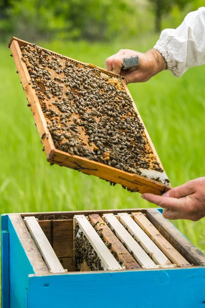 Outils de L'Apiculture Pince de Cadre Beehive Poignée de Cadre d'Abeille  Lifter Capture Gripper Apiculture pour Prendre le Miel Facilement et  d'Eviter les Piqûres d'Abeilles