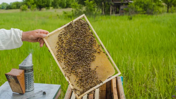 Μελισσοκόμος δείχνει την κηρήθρα στο πλαίσιο. Μελισσοκόμος στην εργασία. Καρέ από μια κυψέλη μελισσών. Μελισσοκομία — Φωτογραφία Αρχείου