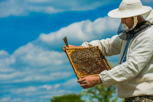 Beekeeper consider bees in honeycombs. Hands of the beekeeper. Frames of a beehive. Working bees on honeycomb