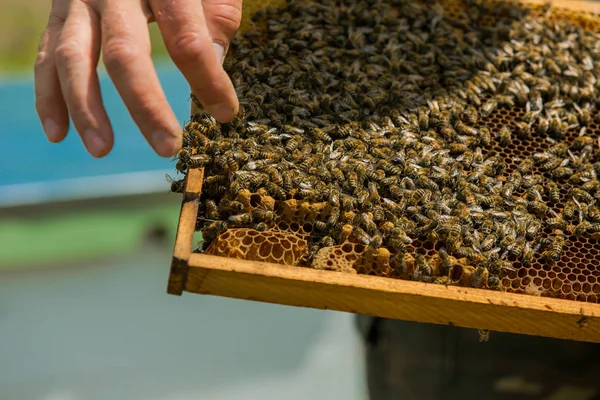 L'apicoltore esamina le api nei favi. Mani dell'apicoltore. Cornici di un alveare. Api da lavoro a nido d'ape — Foto Stock
