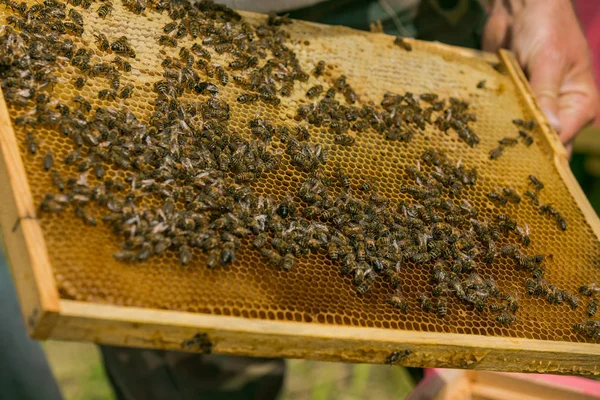 Рука пчеловода работает с пчелами и ульями на пасеке. Пчелы на сотах. Рамки пчелиного улья — стоковое фото