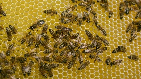 ราชินีแห่งผึ้ง ผึ้งในรังผึ้ง กรอบของรังผึ้ง ปิดมุมมองของผึ้งที่ทํางานบนเซลล์น้ําผึ้ง ทํางานผึ้งบนรังผึ้ง — ภาพถ่ายสต็อก