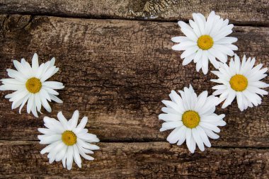 Ahşap masaya taze papatya çiçek. Kopya alanı ile Üstten Görünüm