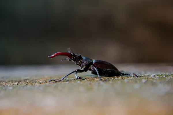 锹虫木背景上。大的长角的甲虫 — 图库照片