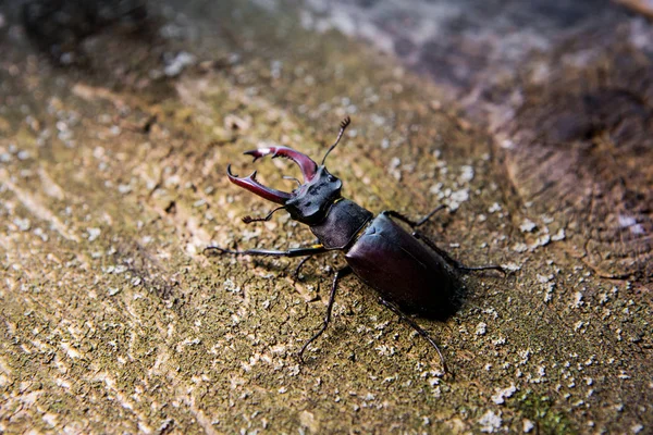 Stag beetle on a wooden background. Big horned beetle — Stock Photo, Image