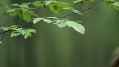 Yaprak dokunmadan genç güzellik kız