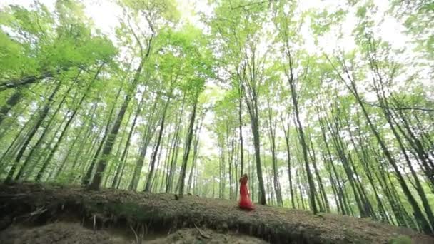 Mujer caminando en un bosque misterioso — Vídeos de Stock