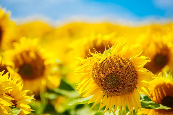 Slunečnice v plném květu, tančí ve větru. Květu slunečnice. Pole slunečnic. Zemědělská výroba. — Stock fotografie
