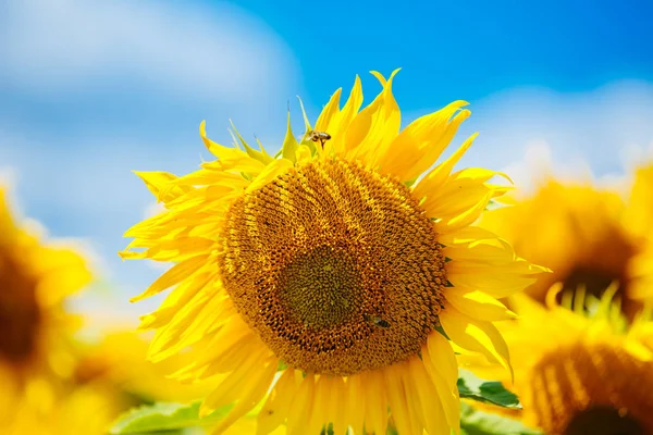 V létě. Pole slunečnic. Krásná květina v popředí, v záři reflektorů — Stock fotografie