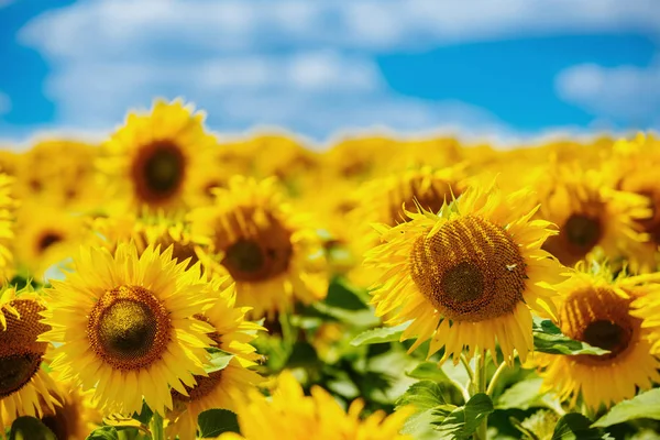 Slunečnice v plném květu, tančí ve větru. Kvetoucí sunflowe — Stock fotografie