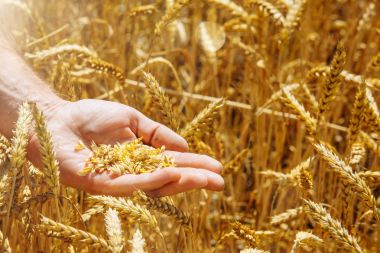 Bir avuç buğday taneleri seçmişsin tutan çiftçi el olgun. Onun emek meyve