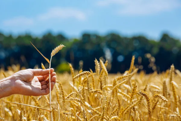 La mano del hombre tocando las espigas de trigo de cerca. Mano del agricultor tocando maíz de trigo agricultura. Concepto de cosecha. Cosecha —  Fotos de Stock