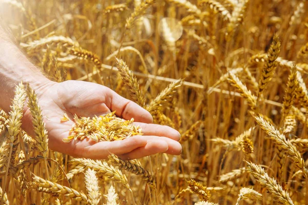 Bir avuç buğday taneleri seçmişsin tutan çiftçi el olgun. Onun emek meyve