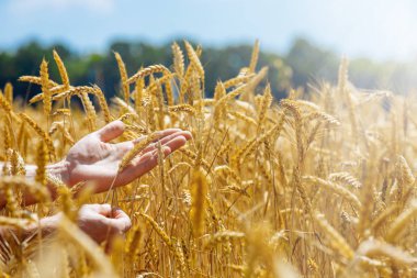 Buğday adamın elleri kulaklarında. Hasat, kavram, buğday kulakları dokunmadan alanında genç Çiftçi hasat. Bitki koruma. Ekili tarım buğday alan. Güneş ışığı, arkadan aydınlatmalı