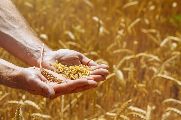 Granos de trigo en la palma femenina sobre el fondo del campo de trigo. cosecha, agricultura, agronomía, alimentación, producción, concepto orgánico . —  Fotos de Stock