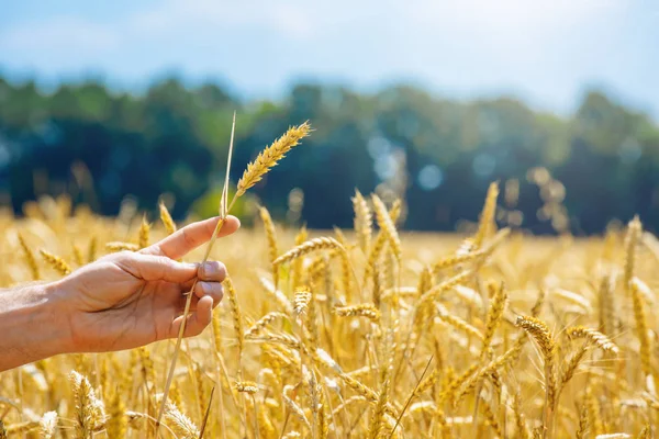 Las espigas de trigo en la mano.Concepto de cosecha —  Fotos de Stock