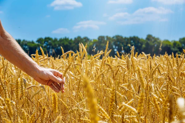 Mano de hombre sosteniendo cebada. Agricultura. Puesta de sol . —  Fotos de Stock