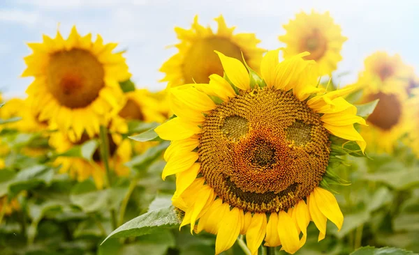 Sunflower with smiley face on natural green background