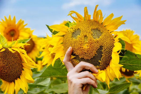 gülen yüz, mavi gökyüzü bulutlu ile parlak ayçiçeği