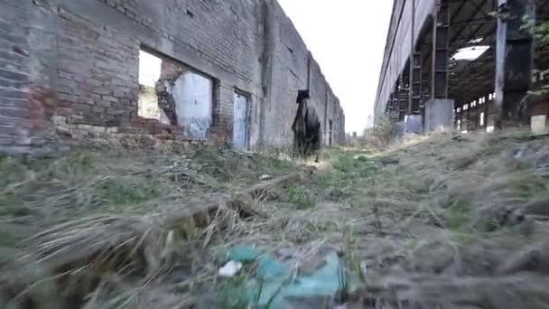 Bina yok hayalet — Stok video