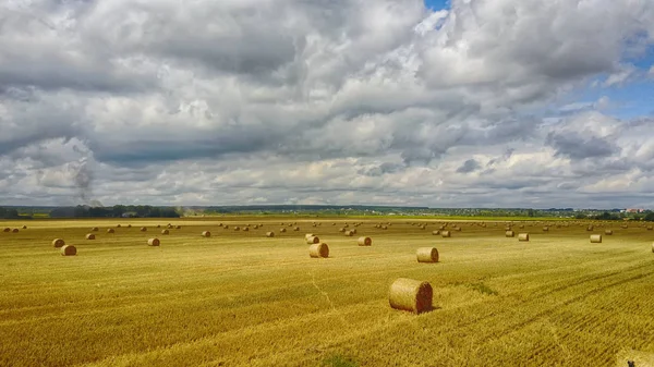 Тварини сіна в полі. Стопка сіна. Солома на лузі. Врожай пшениці влітку. Природний ландшафт сільської місцевості. Зернові культури, збір врожаю . — стокове фото