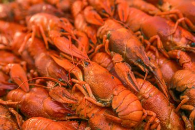 Kanser. Haşlanmış kırmızı kerevit. Kerevides yemek hazır. Bira aperatif. Kerevit bira için.