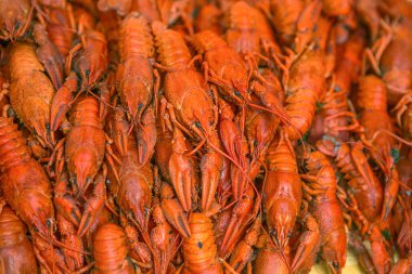 Taze kırmızı haşlanmış kerevit. Dereotu ile pişmiş kerevit. Bira aperatif. Kerevit bira için.