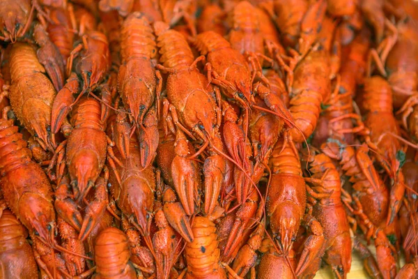 Taze kırmızı haşlanmış kerevit. Dereotu ile pişmiş kerevit. Bira aperatif. Kerevit bira için.