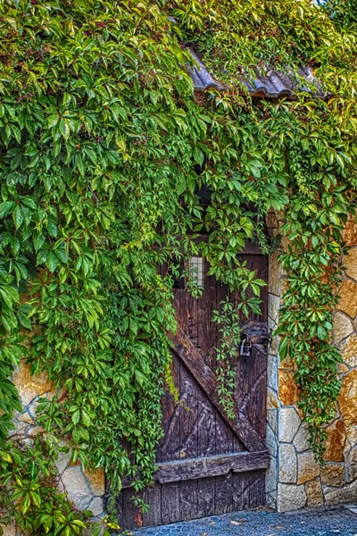 Ξύλινη πόρτα με πράσινα φύλλα. Πράσινο φύλλο τοίχο και παλιό ξύλο. — Φωτογραφία Αρχείου