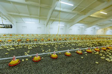 Kapalı alanda tavuk çiftliği, tavuk yemi