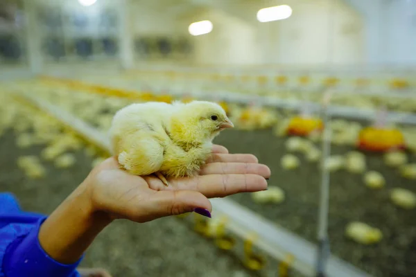 人类的手可爱小鸡上模糊的背景。养鸡厂 — 图库照片