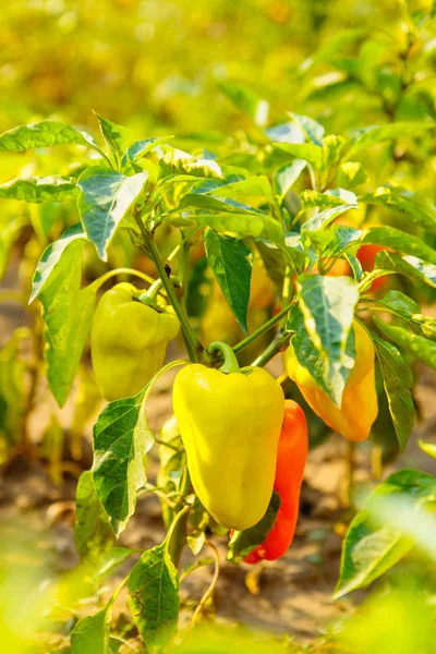 Serin biber, soğuk ağaç, soğuk bitki. Tay biber, Prik