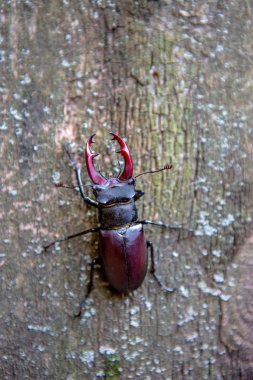 Bir tahta üzerinde geyik böceği. Gergedan böceği. Savaş böceği