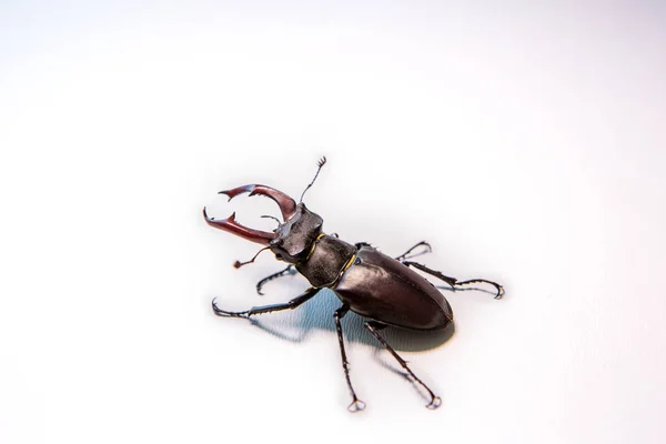 男性的锹虫分离在白色背景上。犀牛甲虫。战斗甲虫. — 图库照片