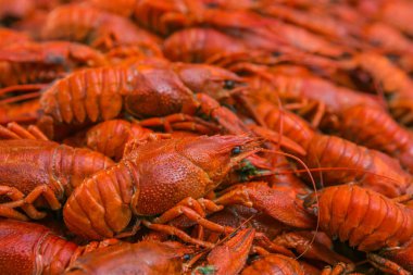 Kanser. Haşlanmış kırmızı kerevit. Kerevides yemek hazır. Bira aperatif. Kerevit bira için. Luisian kabuk.