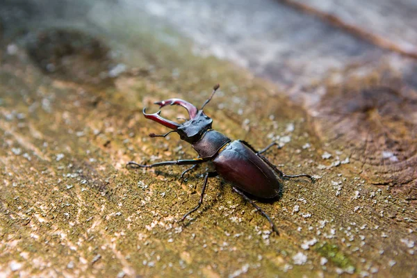 锹虫木背景上。大的长角的甲虫. — 图库照片