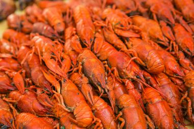 Kanser. Haşlanmış kırmızı kerevit. Kerevides yemek hazır. Bira aperatif. Louisiana kerevides kaynatın.