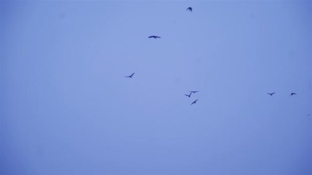 Bando Pássaros Voar Contra Nuvens Cinzentas Corvos Voo — Vídeo de Stock