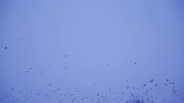 Pássaros Voam Condições Inverno Pássaros Pretos Voam Através Flocos Neve — Vídeo de Stock