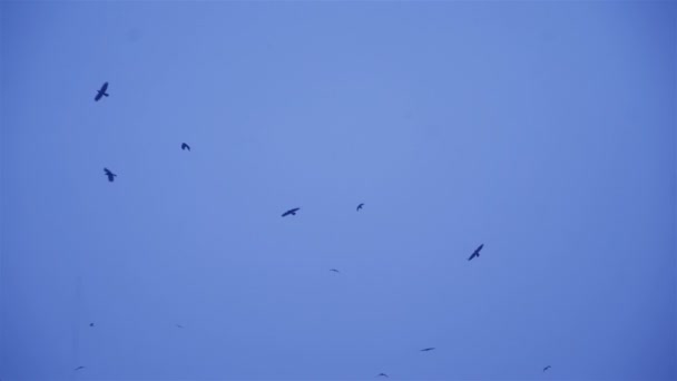 Hejno ptáků létat na obloze. Černí ptáci v zimních podmínkách