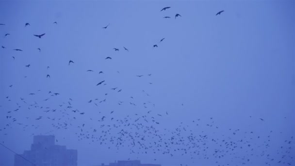 飛行中のカラス 夕方に鳥の群れ — ストック動画