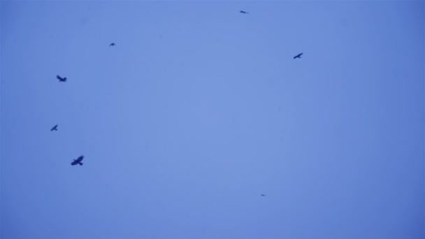 成群的鸟儿在傍晚 黑鸟对天空 — 图库视频影像
