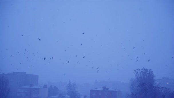 Una Bandada Cuervos Volando Alrededor Edificio Las Aves Vuelan Invierno — Vídeos de Stock