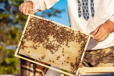 Güneşli bir günde arılarla dolu bir bal hücresi. Apiculture. Apiary