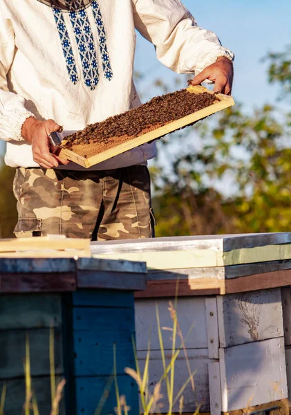 L'apicoltore tiene in mano una cella di miele con le api. Apicoltura. Apparato respiratorio. — Foto Stock