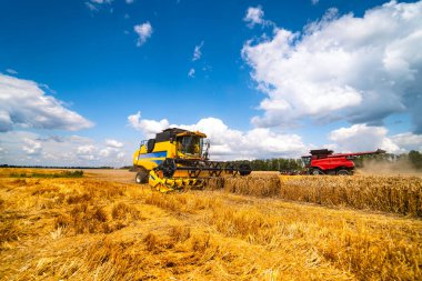 Tarlalarda mahsul hasat eden tarım makinesi, iş başında olan özel teknisyen. Tarım kavramı. Olgun ekin panoraması. Mısır gevreği toplama. Ağır makineler, mavi gökyüzü.